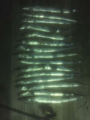 もっと刺身を食べさせてあげたくて