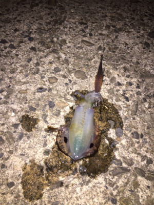 リベンジならず