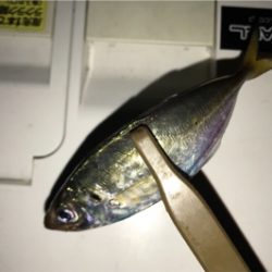 昨日の再現を…