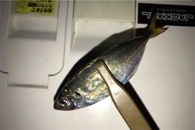 昨日の再現を...