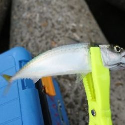 タチウオ狙いでしたが…