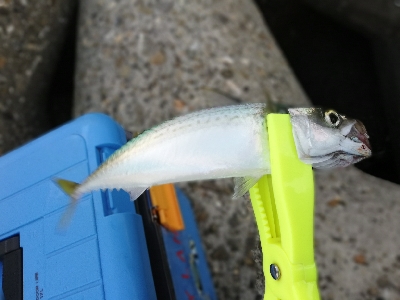 タチウオ狙いでしたが…