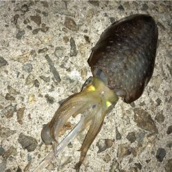 今年初のエギング&ワインド