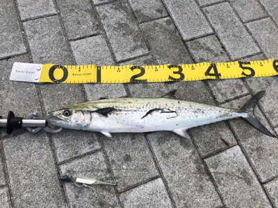 今年初のワインド