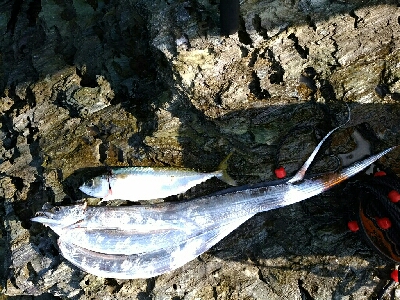 2匹目のドジョウ