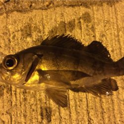 小メバル2匹でした。