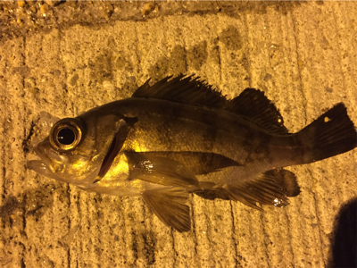 小メバル2匹でした。