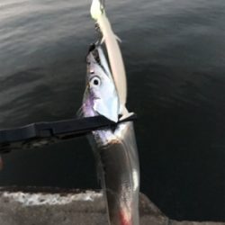 今日もタチウオ調査！