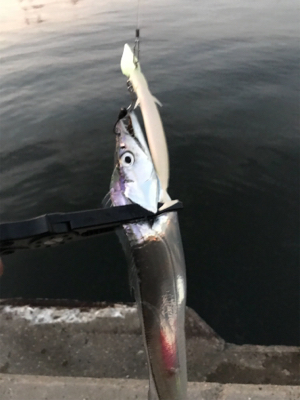 今日もタチウオ調査！