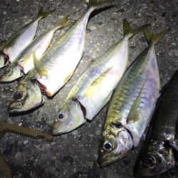 今年ようやくお目見え！