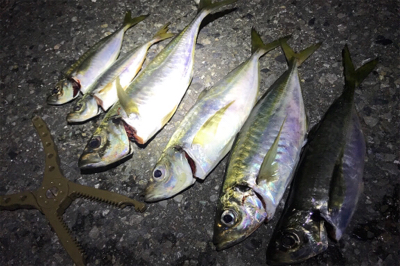 今年ようやくお目見え！