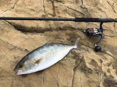 ジグでネリゴ。