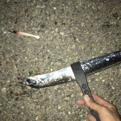 タチウオ渋ちん