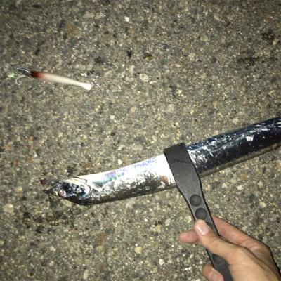 タチウオ渋ちん