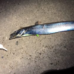 そこそこ釣れました！