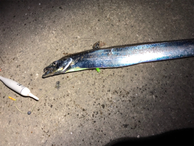 そこそこ釣れました！