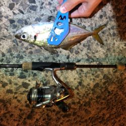 ナイトアジング目指すは尺あじ