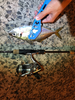 ナイトアジング目指すは尺あじ