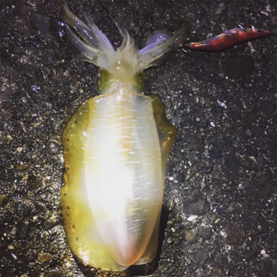 久しぶりのアオリイカ