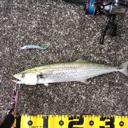 三連休はサゴシ、サバでした