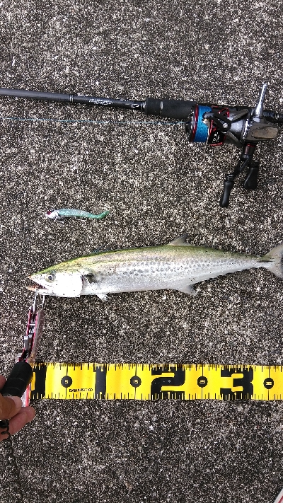 三連休はサゴシ、サバでした