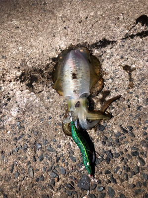 ナイトエギング