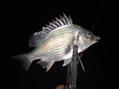 アジングのはずが五目釣り！