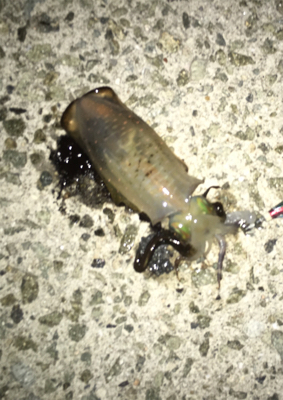 アオリとケンサキ