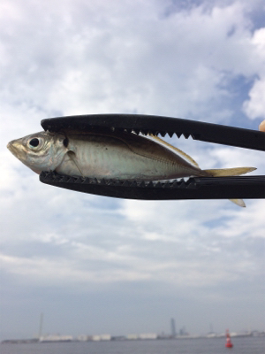 アジにガシラ、ヒイラギも