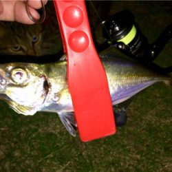 十五夜アジング