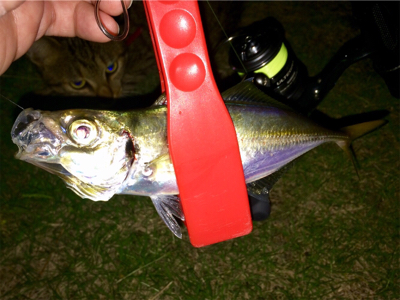 十五夜アジング