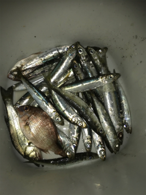 仕事終わりに息子とサビキ