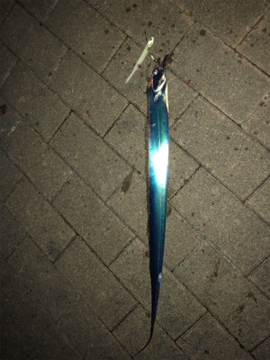 大潮はあかんかも