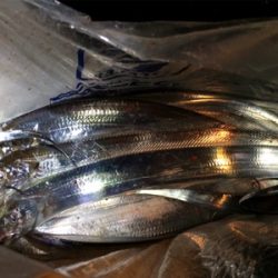 鳴門のタチウオ好調