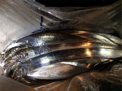 鳴門のタチウオ好調