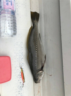 船外機付きボートで50cm級ニベ