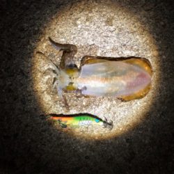 今シーズン初アオリ