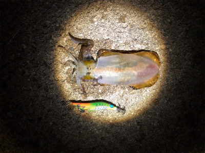 今シーズン初アオリ