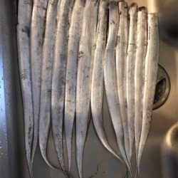 太刀魚はつれるが青物は釣れず