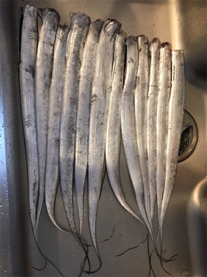 太刀魚はつれるが青物は釣れず