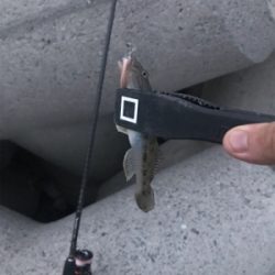 いつものセイゴとハゼ