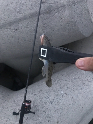 いつものセイゴとハゼ