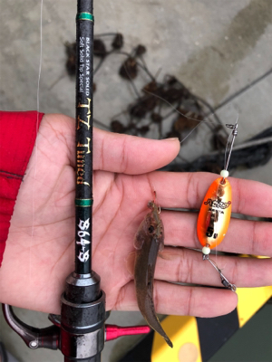 ハゼ釣りリベンジ