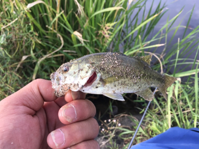 のべ竿雑魚釣り