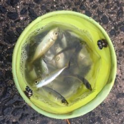 サビキでアジとサゴシ?