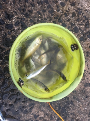 サビキでアジとサゴシ?