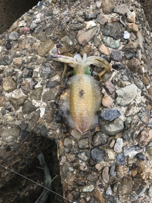 今年初エギングは渋かった