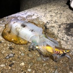 今日も仕事帰り!