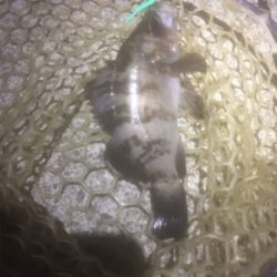 根魚の刺身を食べさせてあげたくて