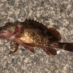 今日もガシリング